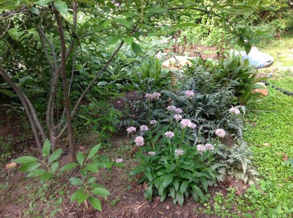 In my yard, Marshallia, geraniums, and painted ferns grow well and look good together.  Why not plant more?  (Winterberry Holly on the left)